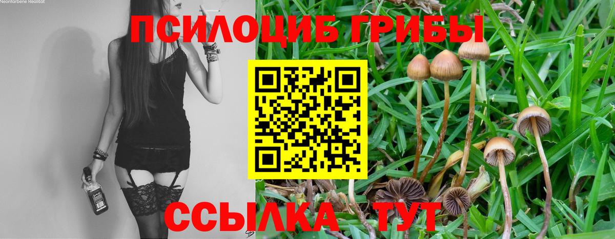 Галлюциногенные грибы Psilocybine cubensis Усть-Илимск